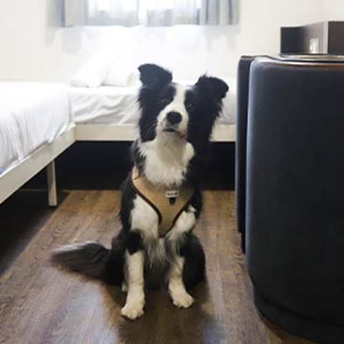 Camarote pet friendly